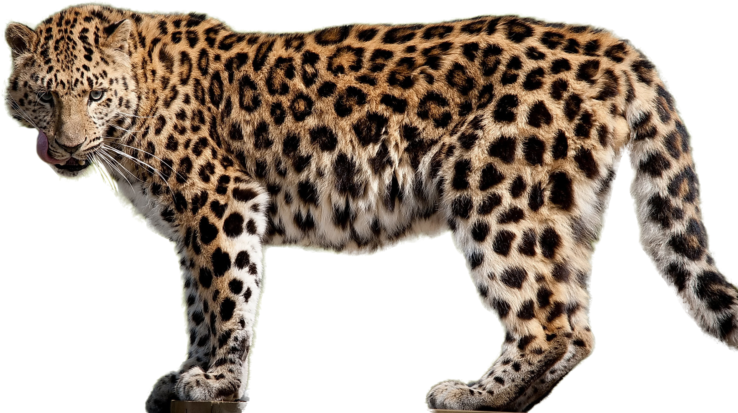 Leopard Png Image Stock - Cafepress Leopard Iphone 7 Tough Case (2560x1600), Png Download