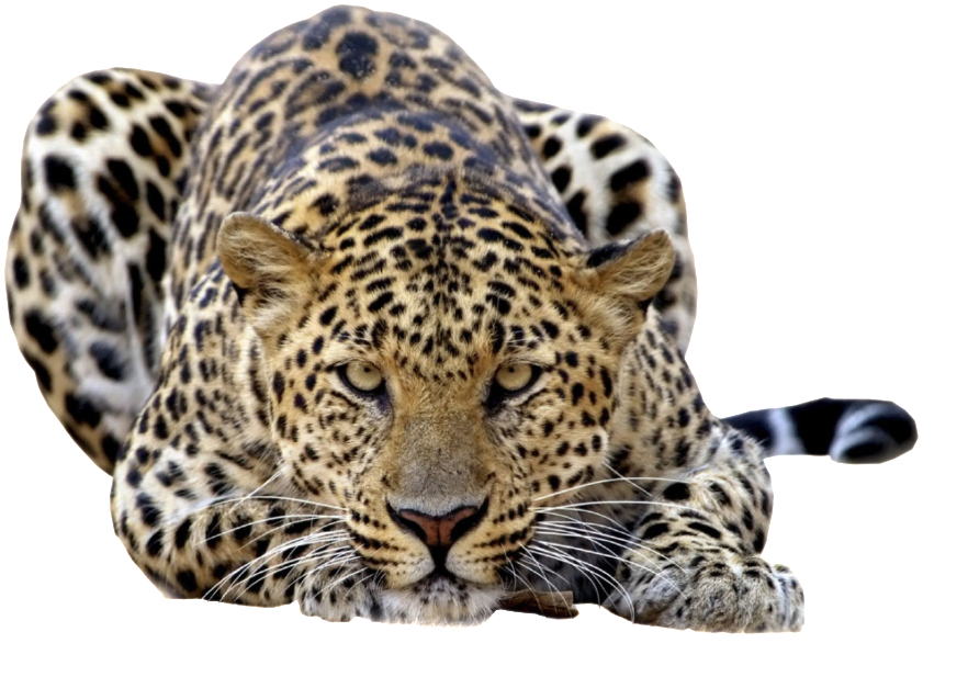 Leopard Png Files - Cool Pictures Of Leopards (1024x640), Png Download