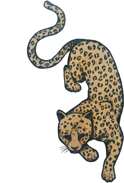 Leopard - African Leopard (600x600), Png Download