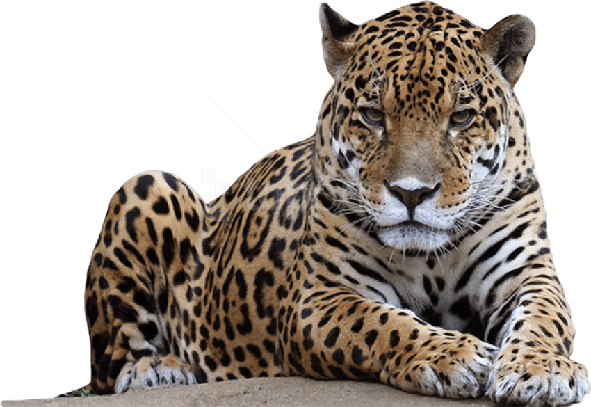Hq Png Images Pluspng Jpg Freeuse Stock - Leopard Png (618x425), Png Download