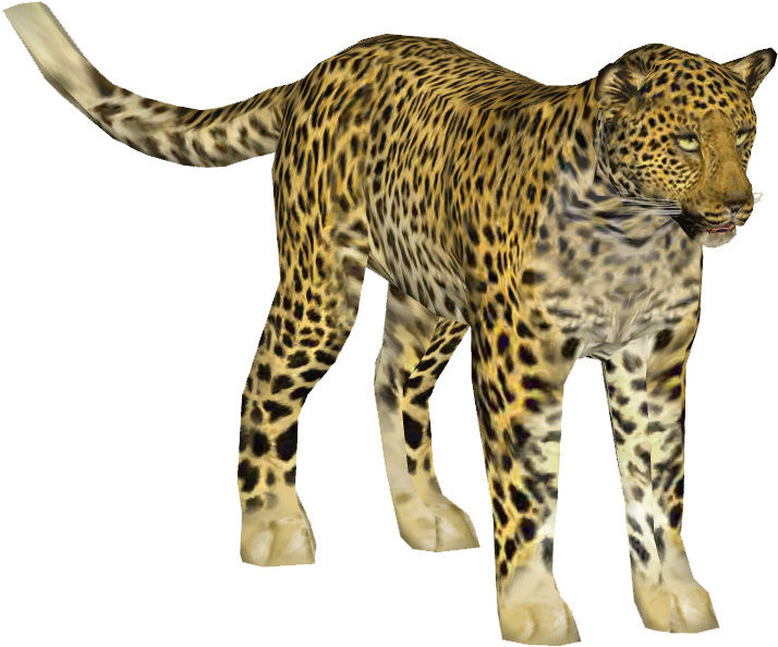 Indian Leopard 3 - Indian Leopard (713x713), Png Download