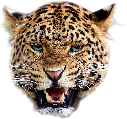 Leopard Transparent Background - Leopard Face Png (624x611), Png Download