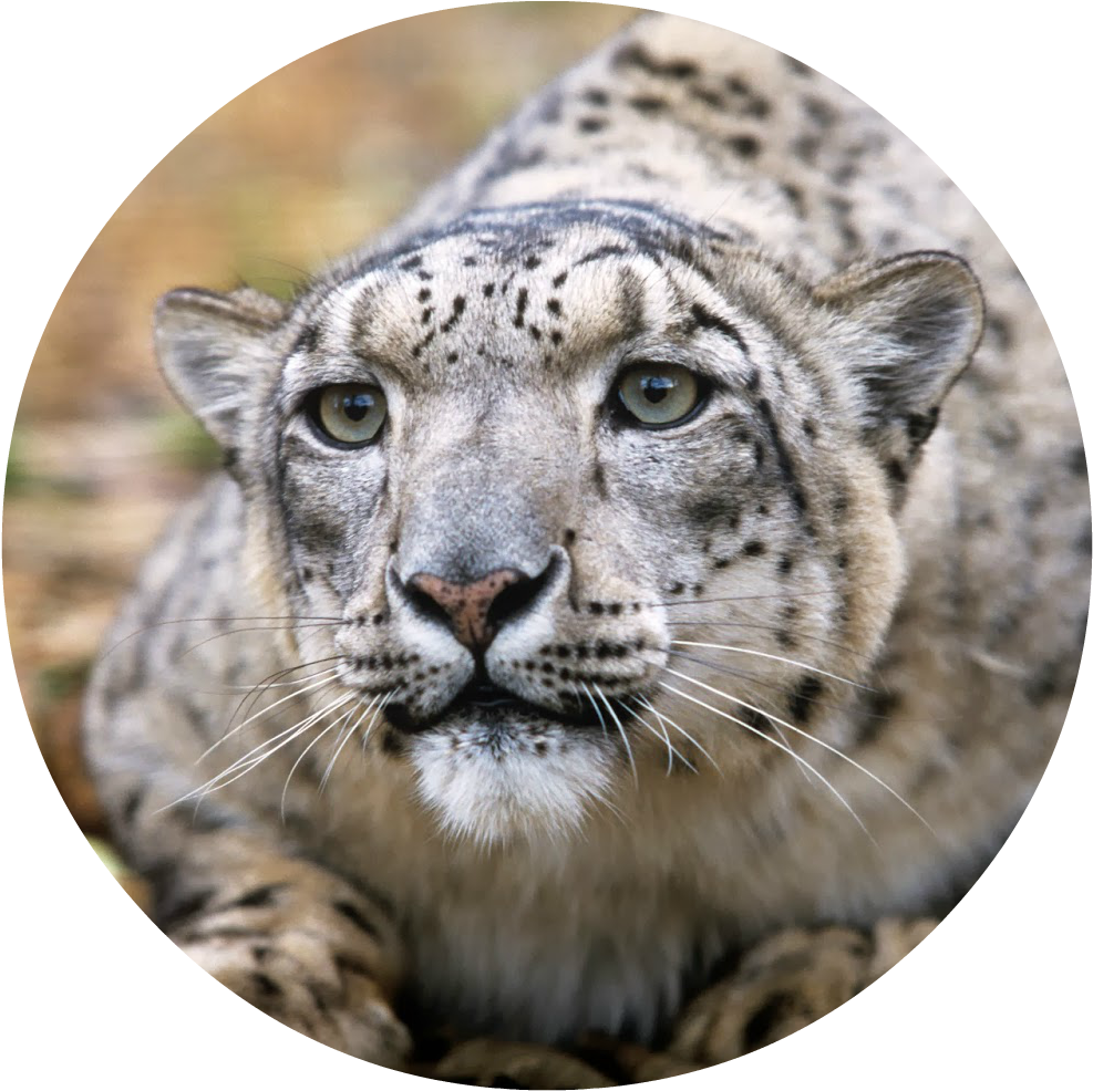 Snow-leopard - Adult Snow Leopards (1600x1055), Png Download