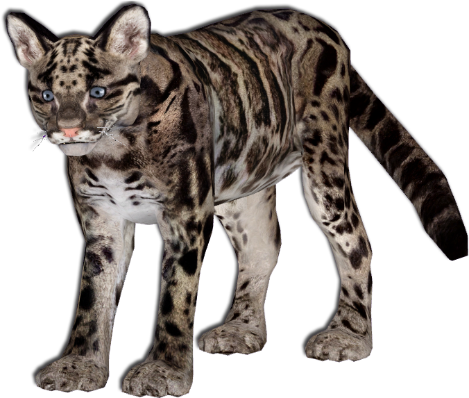 Clouded Leopard Transparents (729x577), Png Download