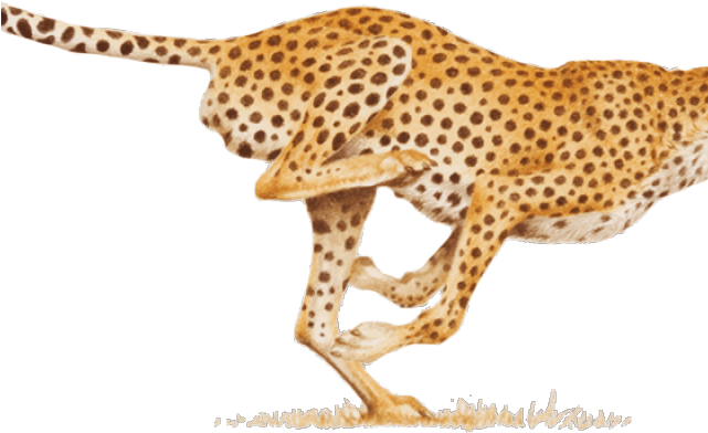 Leopard Png Transparent Images - Hitting Your Stride: Your Work, Your Way (640x480), Png Download