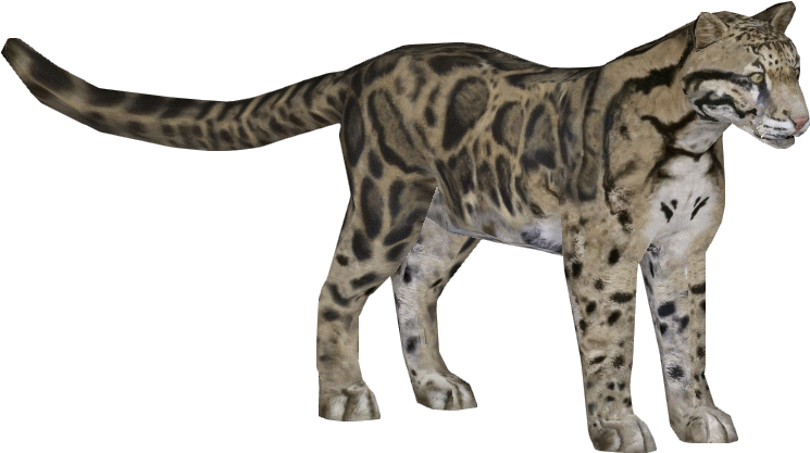 Leopard Clouded - Download Clouded Leopard Zoo Tycoon 2 (810x810), Png Download