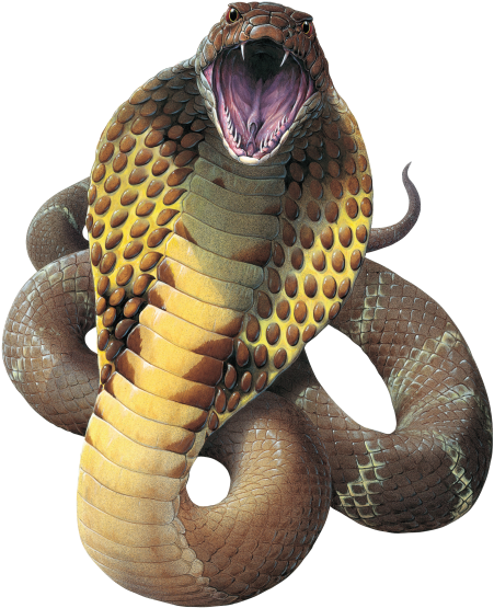 King Cobra Png Clip Art Black And White - King Cobra Png (487x600), Png Download