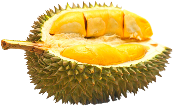 Durian Durian Home - Durian Terenak Di Indonesia (600x421), Png Download