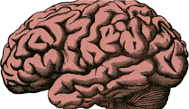 Facial Recognition Requires Brain Tissue Growth - Health Is Your Wealth: October 2015 Issue [book] (640x360), Png Download