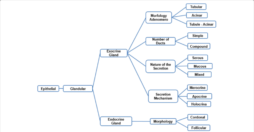 Taxonomy Of The Epithelial Tissue - Epithelium (850x444), Png Download