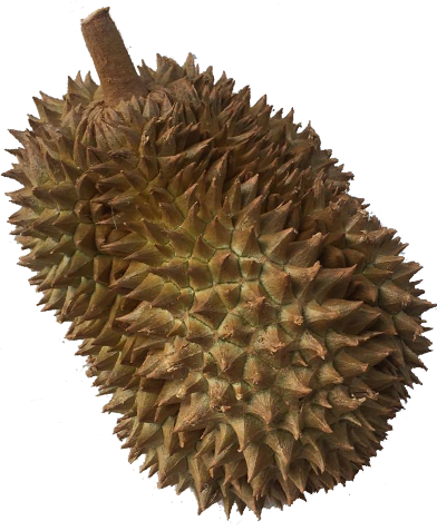 Image Of Durian Memories - Art (392x477), Png Download