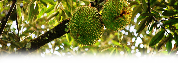 Our Guests Are Also Welcome To Enjoy The Local Fruits - Pokok Buah Buahan (695x246), Png Download