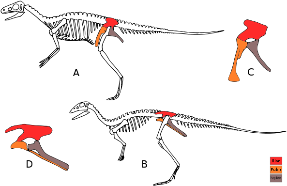 Dino Evol 1 Modificated Es - Saurisquios Y Ornitisquios Diferencias (600x389), Png Download