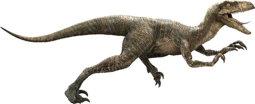 It's No Surprise That One Of The Most Popular Dinosaurs - Jurassic Park Velociraptor (640x284), Png Download