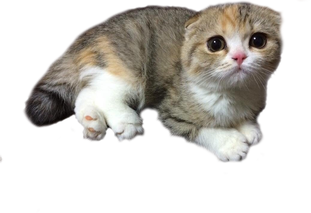 Scottish Fold Cats Png Clip Black And White Library - Scottish Fold Cat Png (1080x810), Png Download