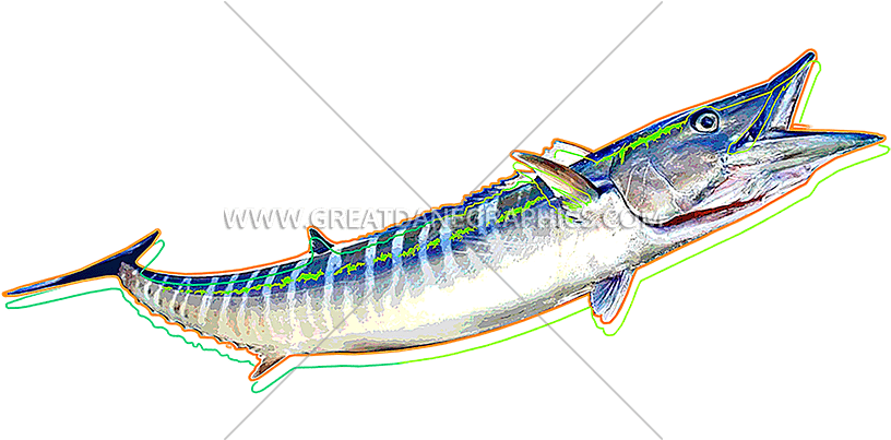 Funky Wahoo (825x402), Png Download