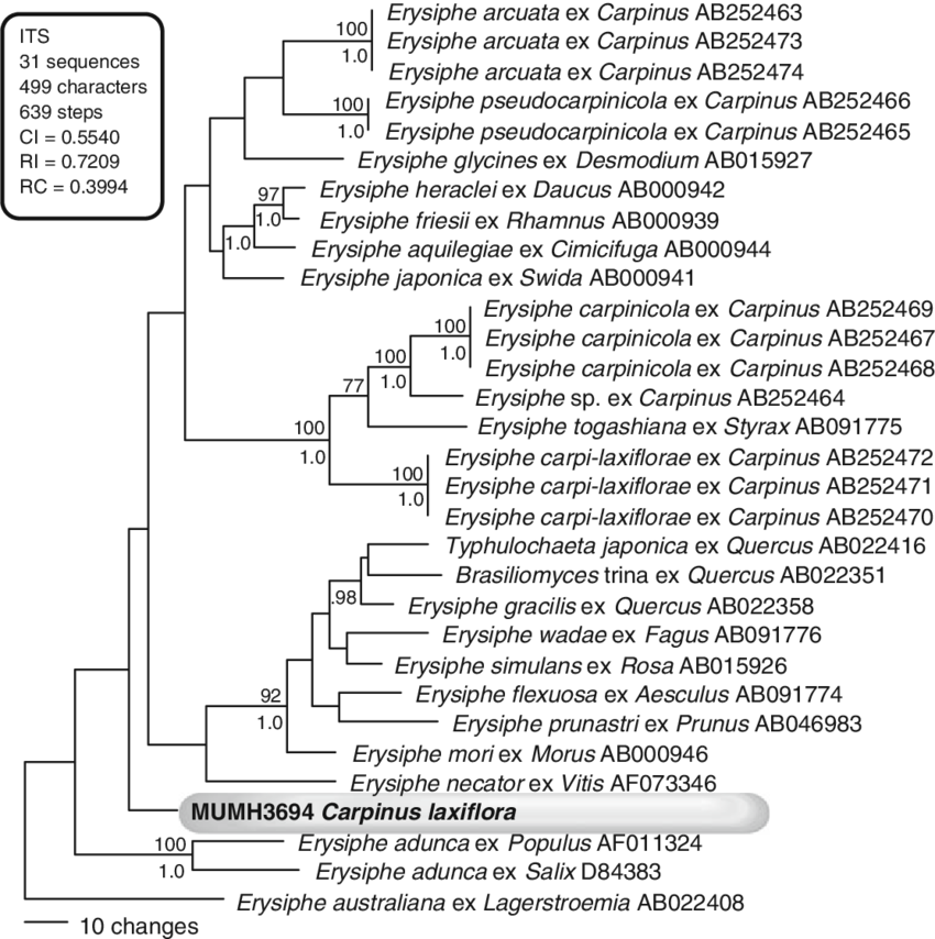 Phylogenetic Analysis Of The Nucleotide Sequences Of (850x854), Png Download