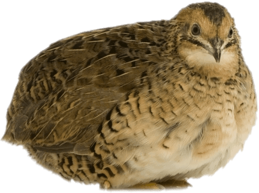 Download Quail Resting Png Images Background (850x650), Png Download