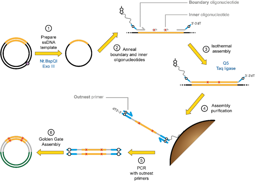 Principles Of Darwin Assembly (850x686), Png Download