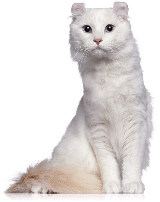 American Curl Transparent (530x670), Png Download