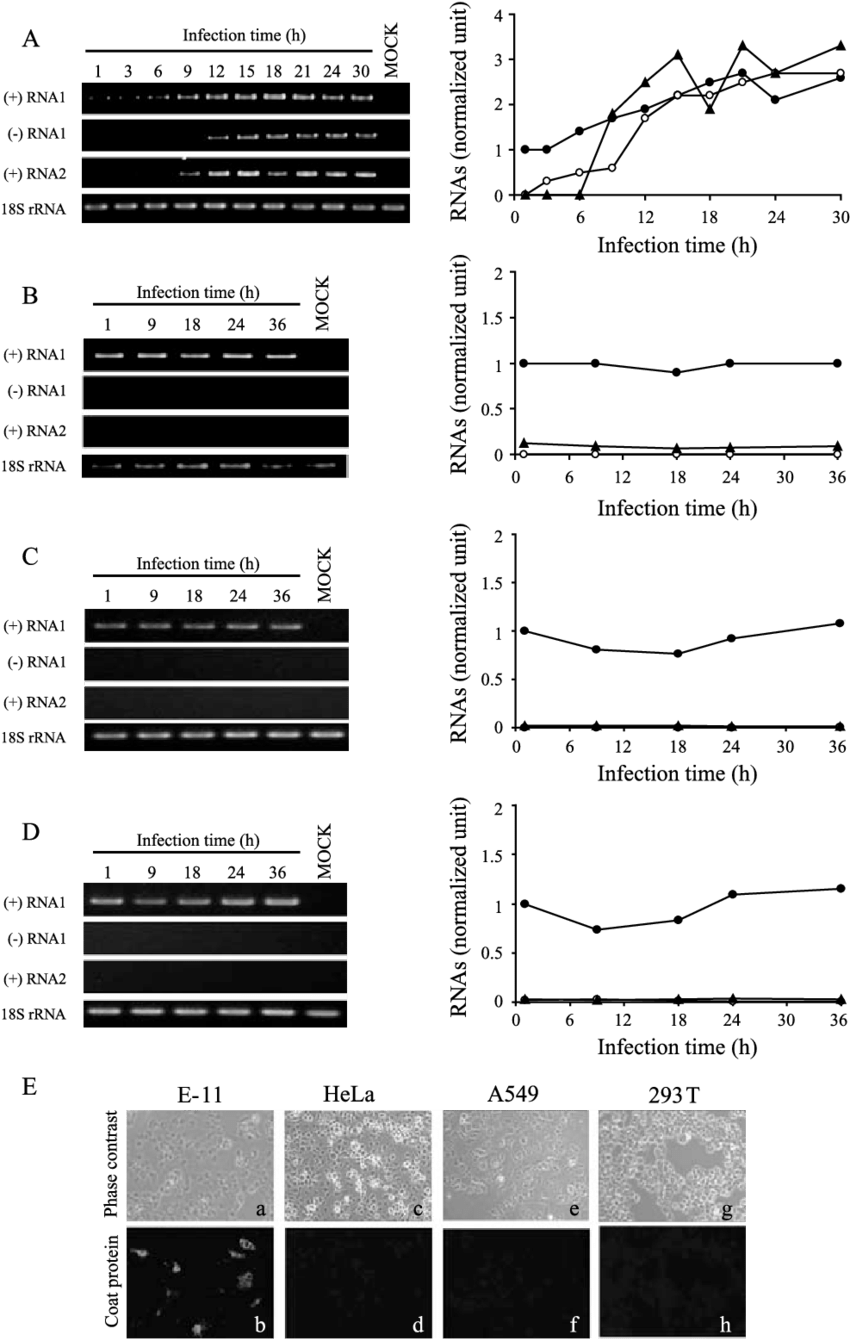 Rgnnv Replication Is Restricted In Human Cells (850x1341), Png Download