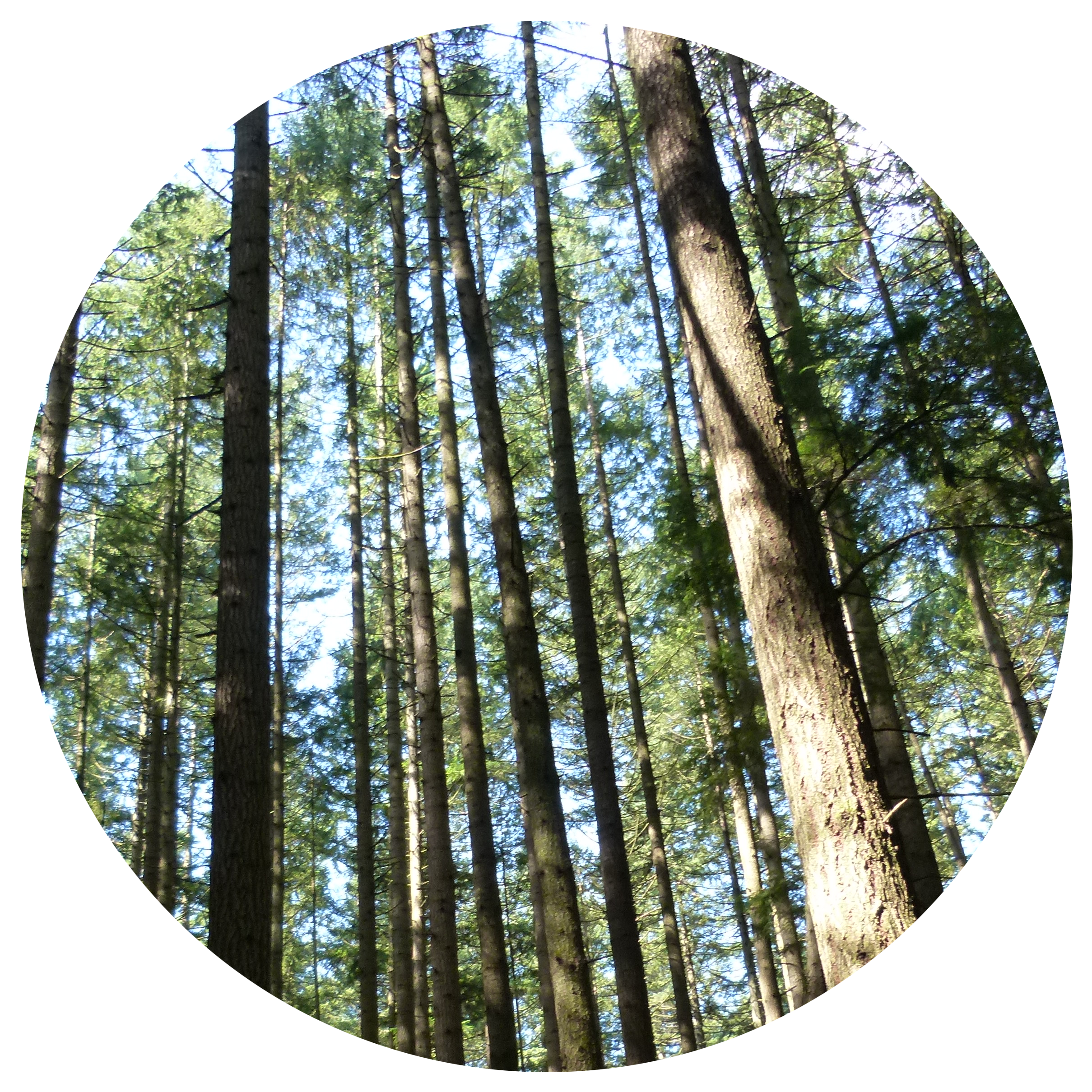 Forest Tree Png (2452x2484), Png Download