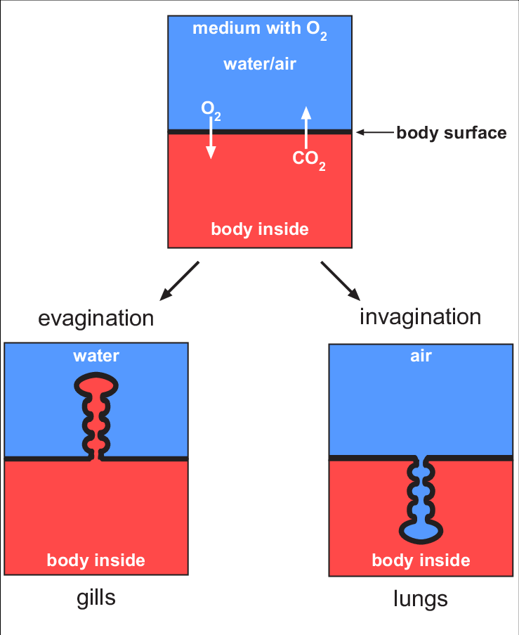 Gas Exchange Can Occur Across The Body Surface Simply (739x903), Png Download