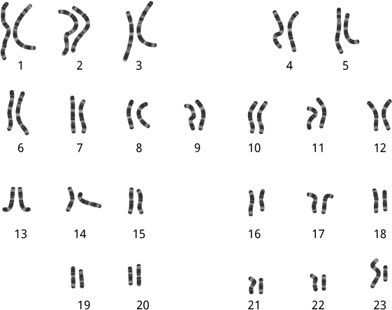 Within Each Cell Are Chromosomes, Which Are Tiny Packages (640x480), Png Download
