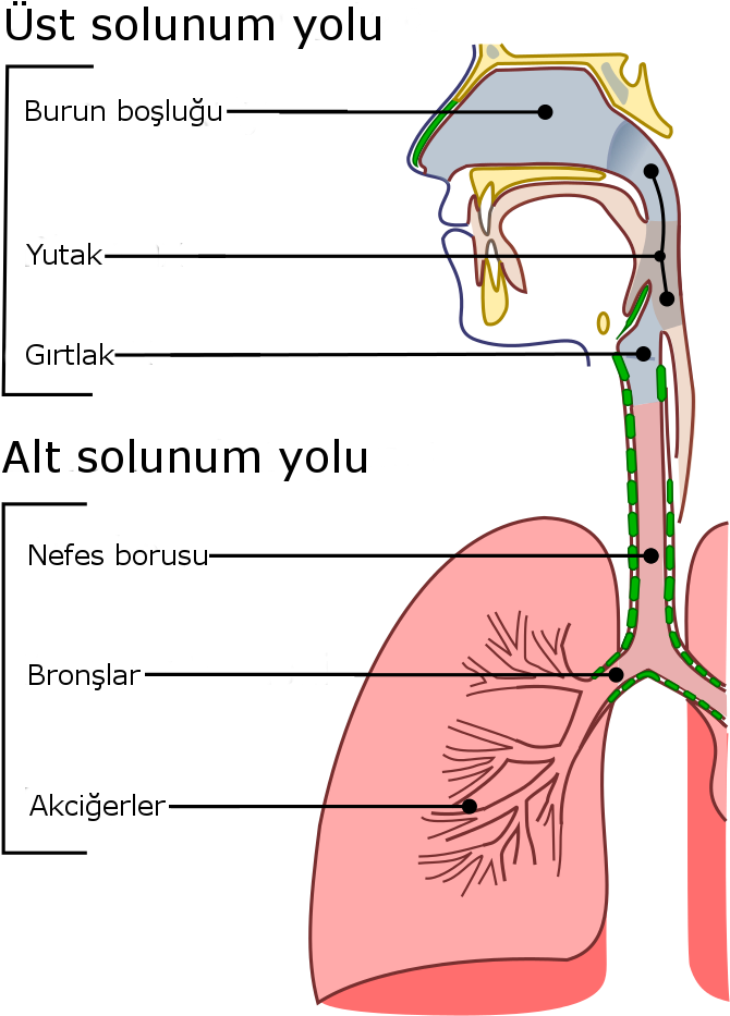 Illu Conducting Passages Tr (796x1024), Png Download