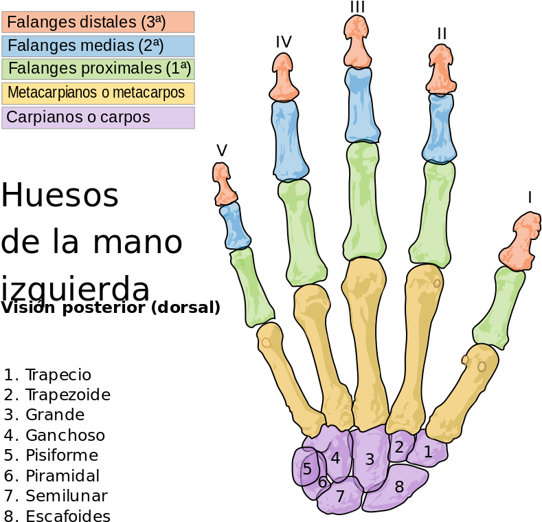 Scheme Human Hand Bones Es Com (797x768), Png Download