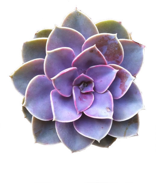 Succulents Free Download On Kathleenhalme Plant Echeveria (517x692), Png Download