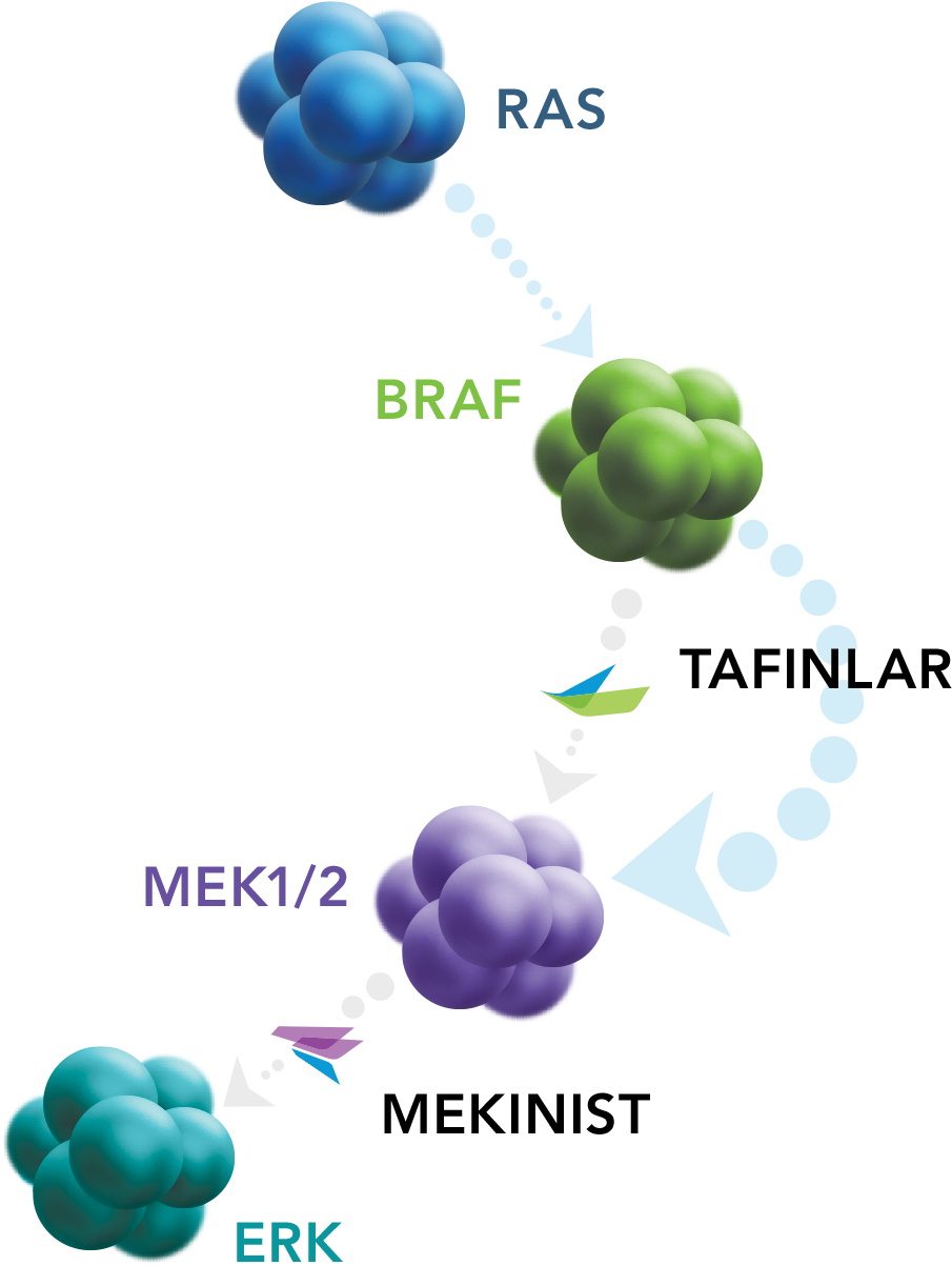 Mechanism Of Action - Mechanism Dabrafenib And Trametinib (1005x1500), Png Download
