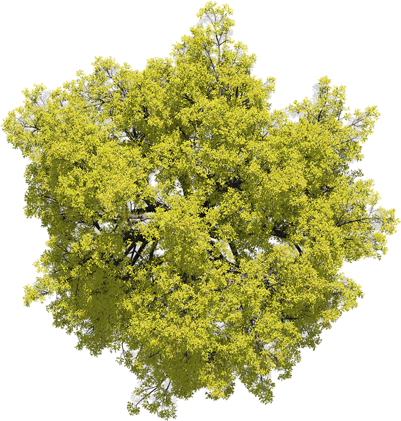 242998-nicolassanmartin Yellow Day Broadleaf 02 - River Birch (840x840), Png Download