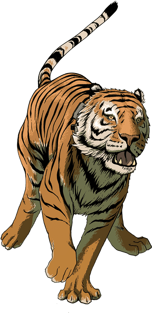 Uporny Dashing From The Truck - Siberian Tiger (1825x1047), Png Download