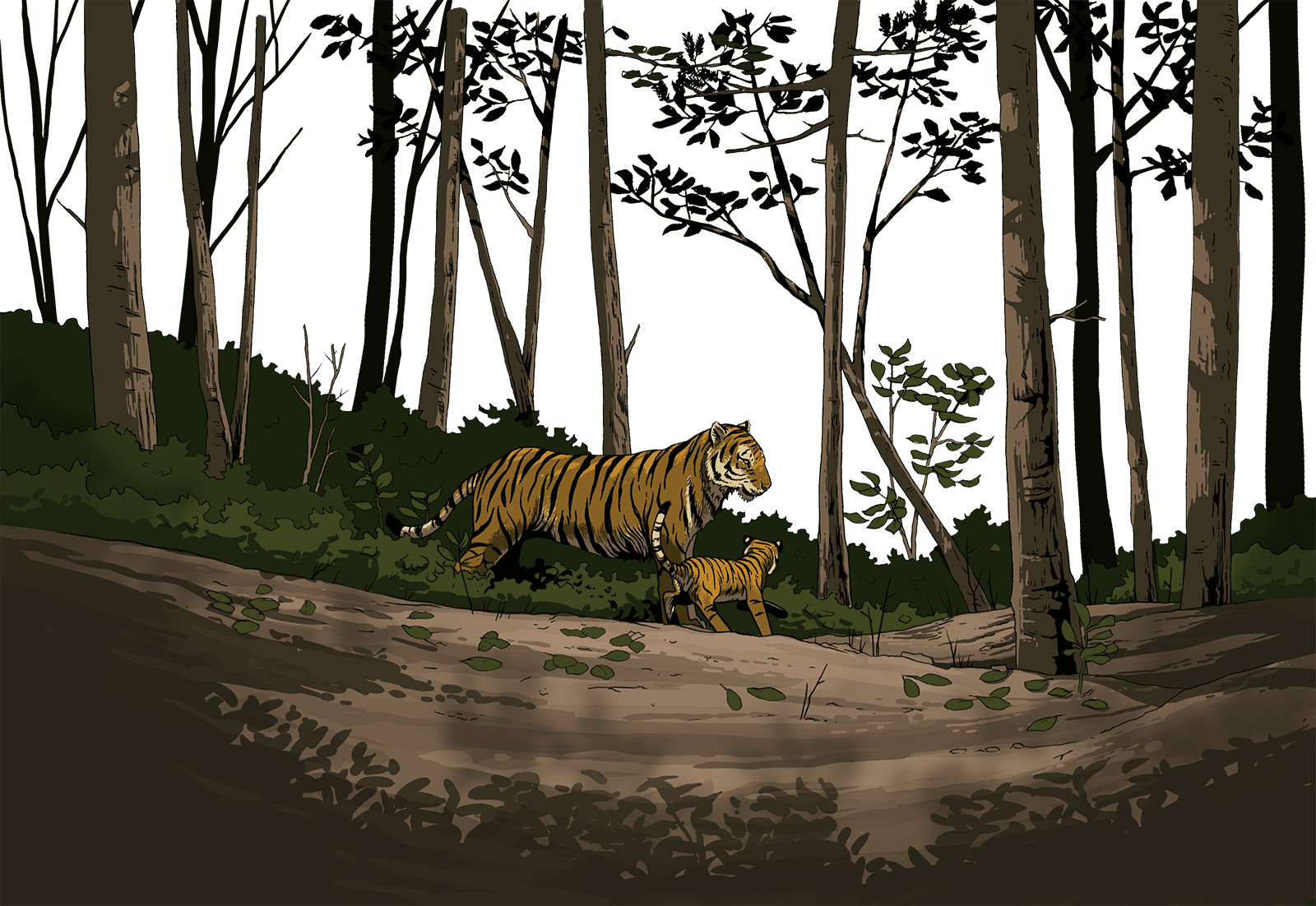 Tigers Walking Through The Forest - Siberian Tiger (1600x1102), Png Download