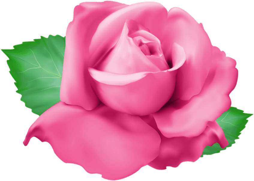 Free Png Download Pink Rose Png Png Images Background - Portable Network Graphics (850x608), Png Download