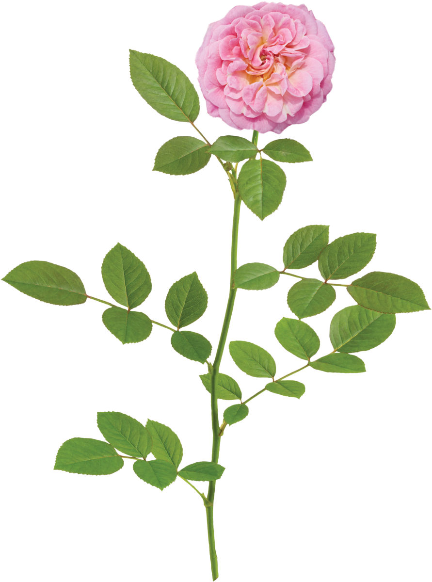 Sweet Drift Branch - Rose (1000x1331), Png Download
