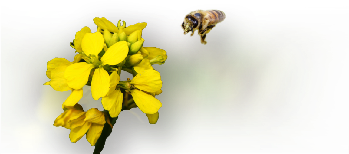 Honeybee (1180x610), Png Download