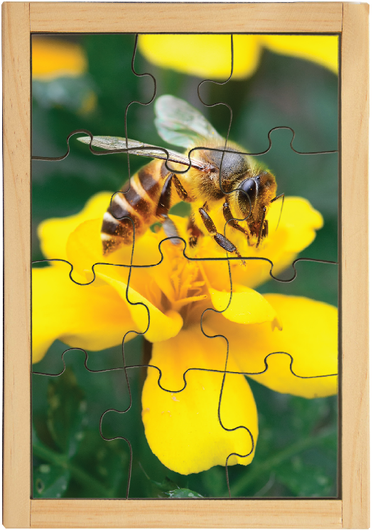 Honeybee (1000x1000), Png Download