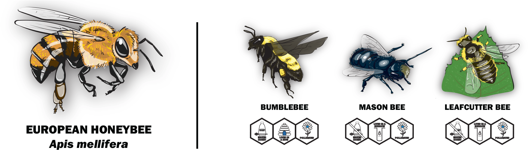 Our Exhibit Features European Honeybees, Which Are - Hornet (1920x500), Png Download