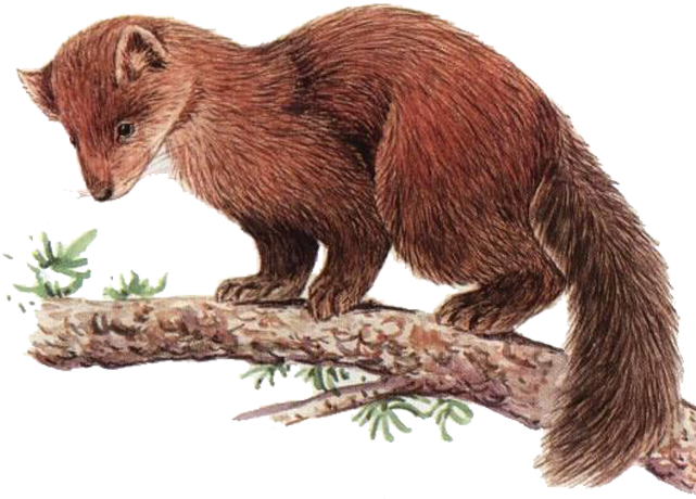 644 X 500 4 - 美洲 貂 (644x500), Png Download