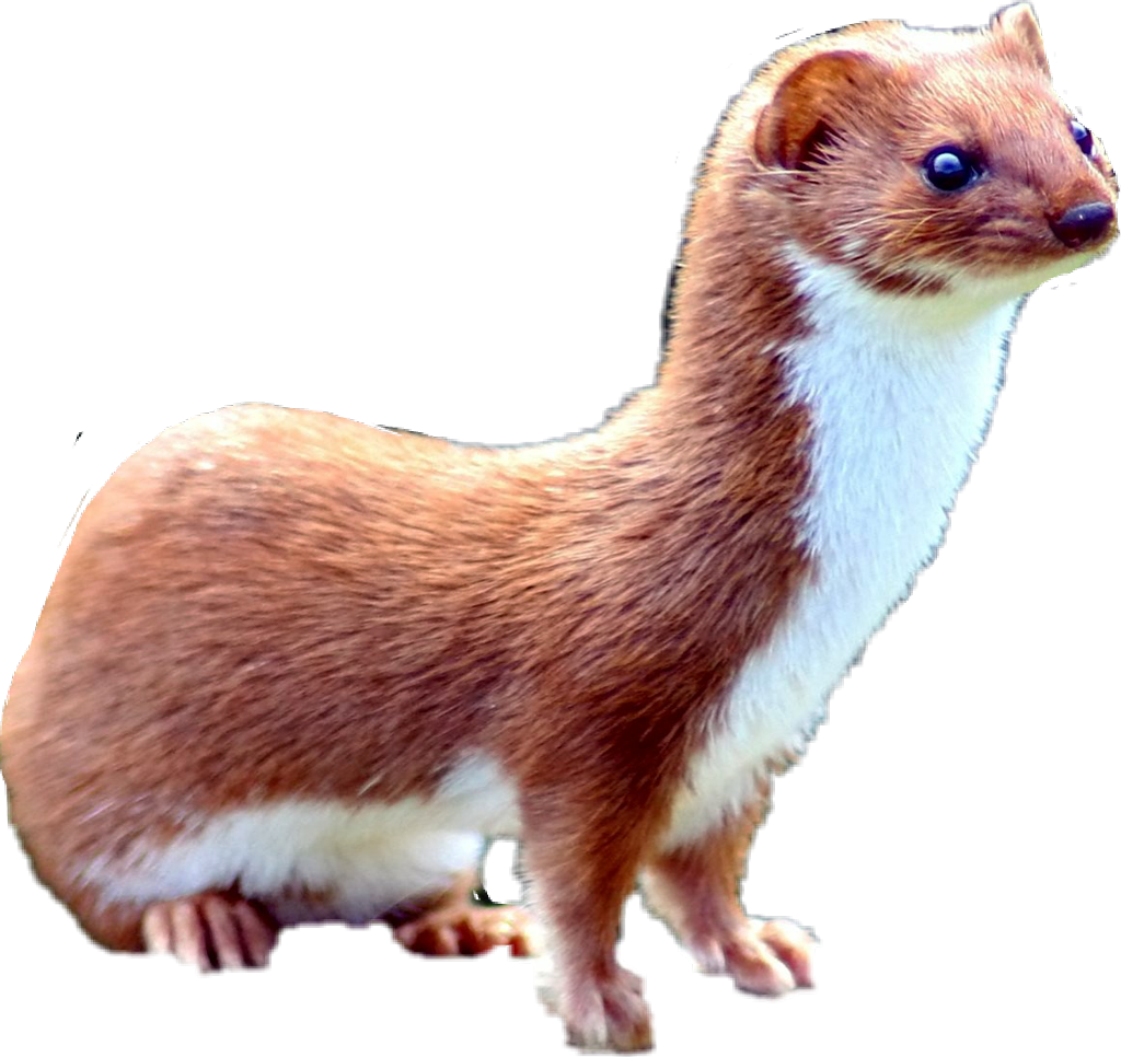 Mustela Nivalis (1024x966), Png Download