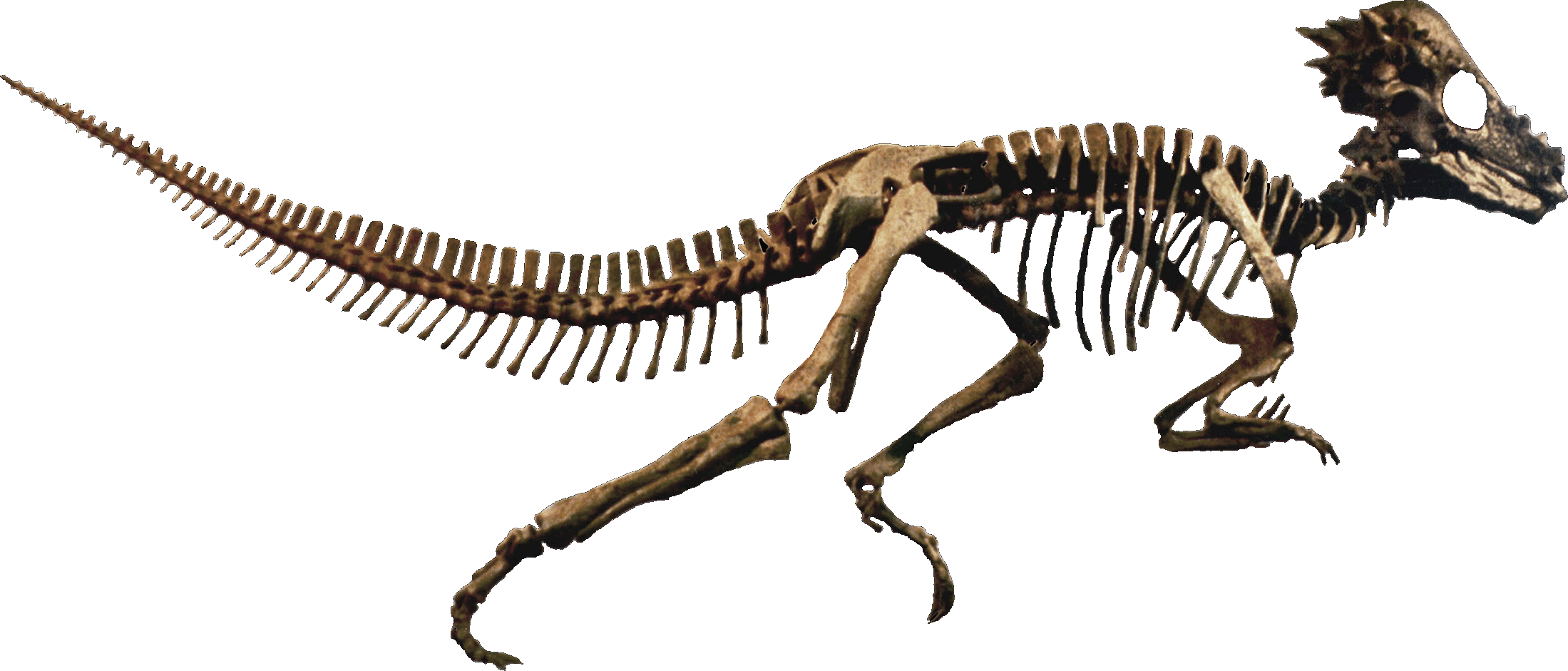 Pachycephalosaurus Clean Restauration Erron - Pachycephalosaurus Skeleton (2199x941), Png Download
