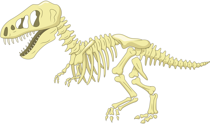 Image Transparent Library Bone Cartoon Clip Art Fossil - Cartoon Dinosaur Skeleton (800x474), Png Download