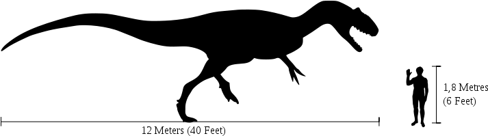 New Data For Old Bones - Allosaurus Size Comparison To Human (730x205), Png Download