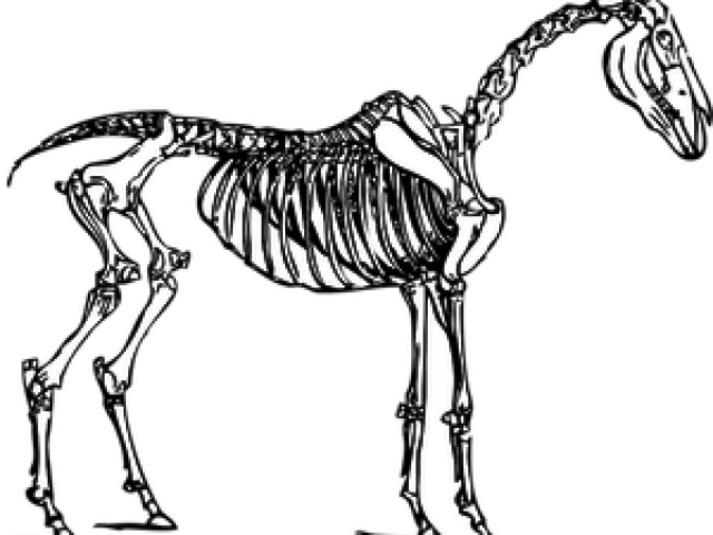 Horse Skeleton Transparent (640x480), Png Download