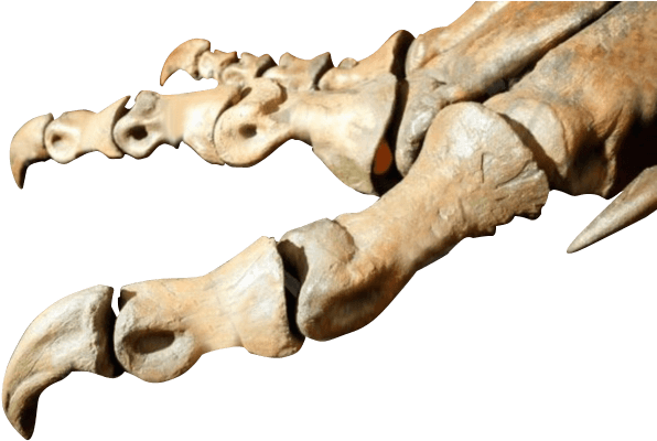 Bones Of Dinosaurs Foot - Statue (640x413), Png Download