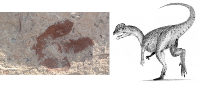 Left National Park Service - Eubrontes Dinosaur (640x275), Png Download