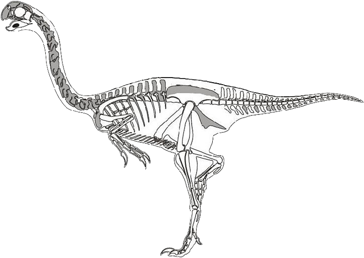 Velociraptor Dinosaur Skeleton - Velociraptor Esqueleto (1024x599), Png Download
