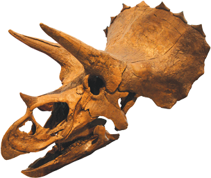 Dinosaur Skull (604x270), Png Download